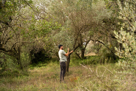 Olive harvest hand-picked 