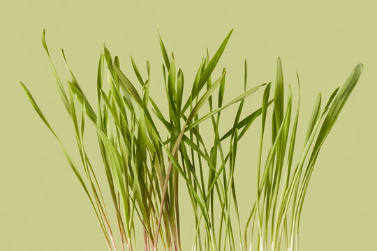 Macro view of green barley sprouts growing on light olive background