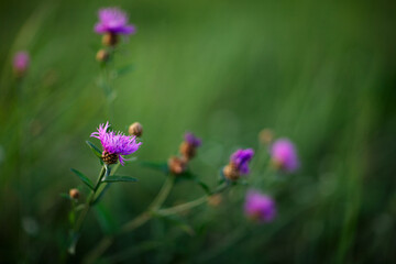 Summer nature field grass wild flower
