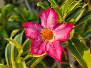 Vibrant pink and yellow Adenium flower with green and yellow variegated leaves in natural sunlight