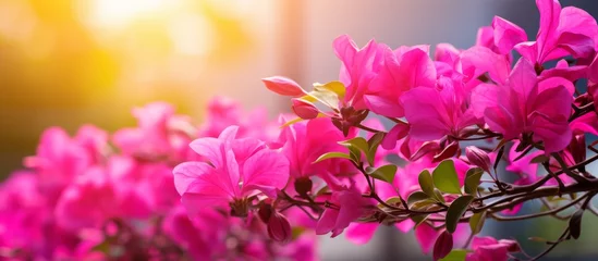 Wall murals Pink A closeup shot capturing pink flowers blooming on a tree branch, creating a beautiful natural landscape with vibrant magenta petals of the flowering plant