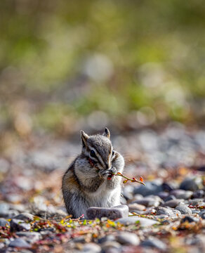 Chipmunk Eating a Twig 