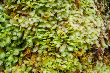 Close up of green Umbrella moss, Hypopterygium sp, growing on a tree branch in a temperate forest.  Location:  Ventisquero Yelcho trail, Corcovado National Park, Chile