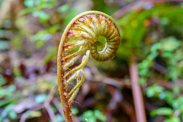 Close up of a small curled up fiddlehead fern in a forest.  Background blurred or out of focus