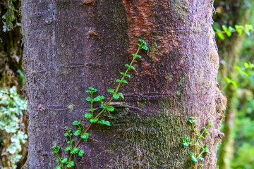 Single small green creeper vine  climbing up on brown tree trunk in a temperate forest.  Location:  Ventisquero Yelcho trail, Corcovado National Park, Chile