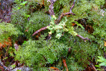 Close up of green  moss, ferns and brown sticks in a temperate forest Location:  Ventisquero Yelcho trail, Corcovado National Park, Chile