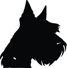 Scottish Terrier portrait