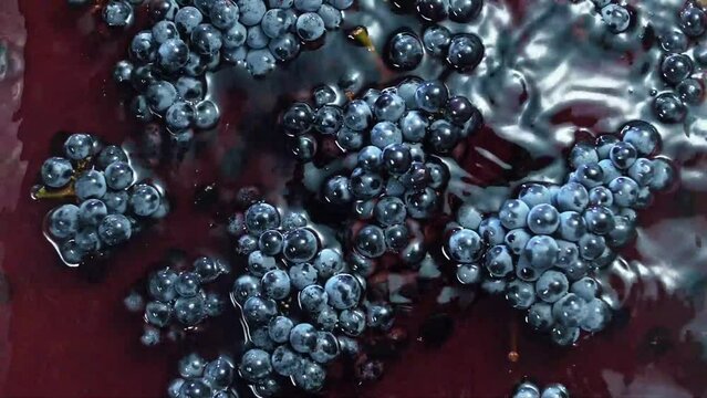 Splashes of red wine with black grape bunches 