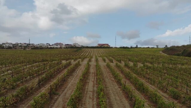 Drone flying between a row of grape fields 