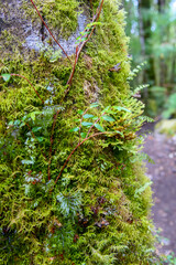 Green ferns grow off the side of a brown tree stump in a temperate forest. Vertical image.  Background blurred or out of focus.  Location:  Ventisquero Yelcho trail, Corcovado National Park, Chile