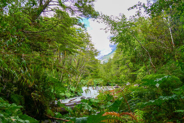 Leavy green branch fallen over white river in a green temperate forest.  Location:  Ventisquero Yelcho trail, Corcovado National Park, Chile