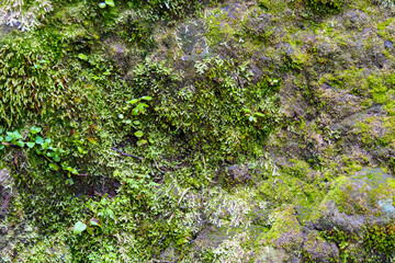 Close up of green ferns and  moss growing on a big rock in a temperate forest. Location:  Ventisquero Yelcho trail, Corcovado National Park, Chile