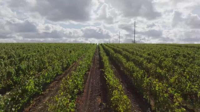 Drone flight between rows of grape vines