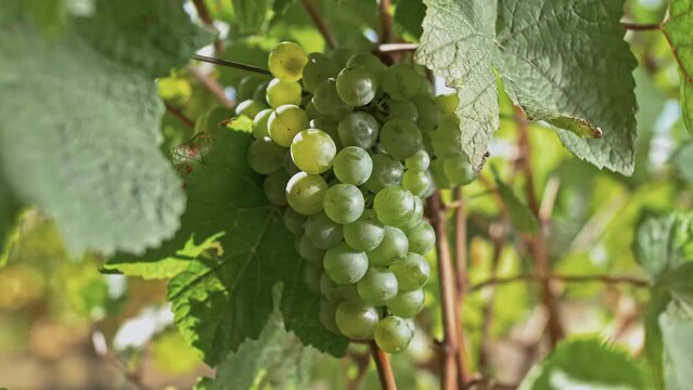 Bunch white grapes on lush green vine in vineyard
