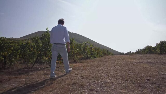 Agronomist moves between rows of grape terroir