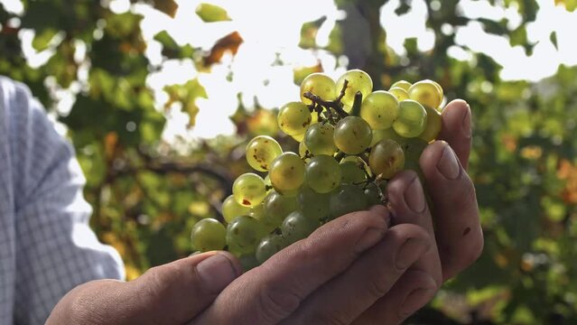 Bunch of white wine grapes shines in hands