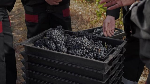Winegrowers put bunches of grapes in a box. 