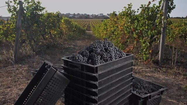 Boxes full of ripe dark grapes between rows grapes