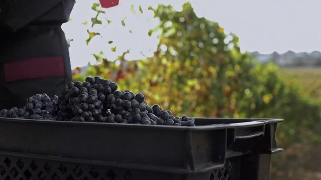 Girl winegrower cuts ripe bunch of  grapes
