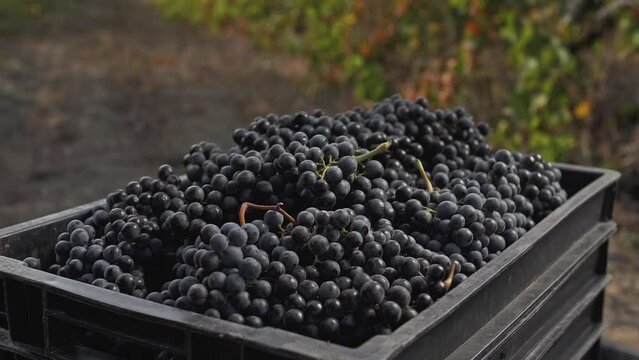 Bunch black grapes falls in slowmotion in box