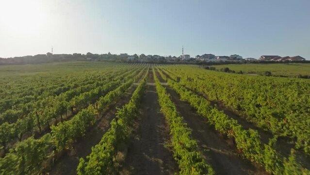 FPV drone flying at high speed between rows grapes