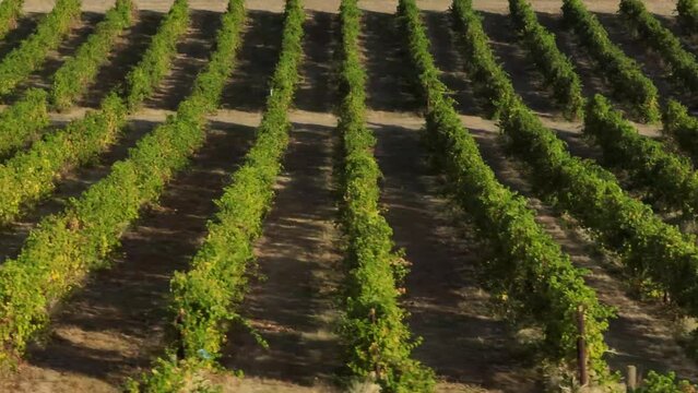Landscape of even rows of grapes planted in a hill