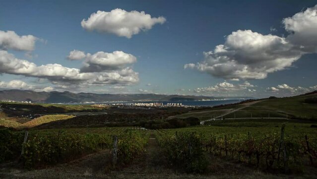 Landscape even rows grape terroirs time lapse