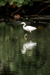 white heron standing in the water bird