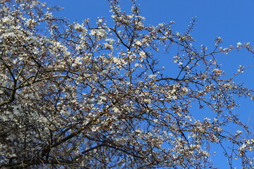 blossom in spring