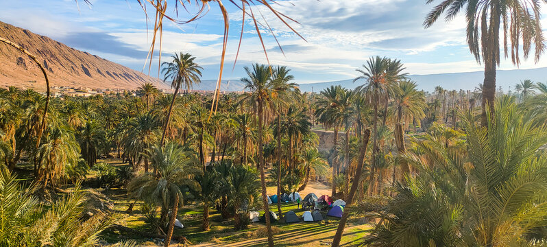 Camping amidst palm trees in the village Dechra Hamra, the town of El Kantara. Biskra. Algeria