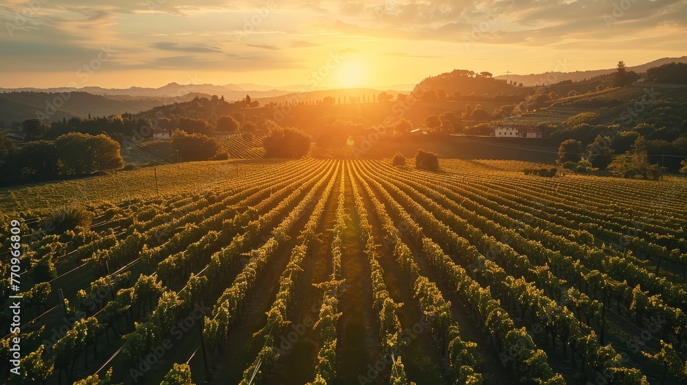 Poster a field of grapes with the sun setting in the background. the sun is setting behind the hills and th
