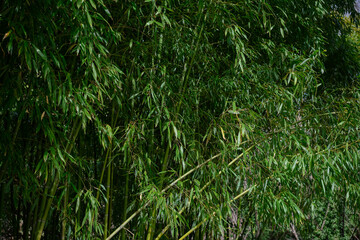 Background for advertising about ecology or for mockup about eco products, green bamboo grove, horizontal poster