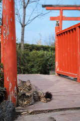 Vertical poster with a cat on a bridge against the background of a torii gate, a Japanese garden in a city park