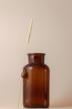 A snail explores a dew-covered terracotta vase