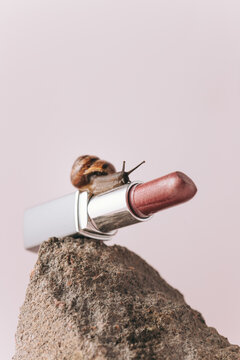 Snail on Lipstick: Beauty and Nature