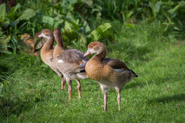 Nile goose goslings (Alopochen aegyptiaca) about 5-6 months old  stand in a meadow next to tall vegetation - 770968603
