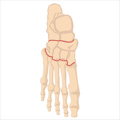 foot and ankle bone anatomy