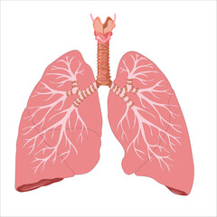 lungs and alveoli anatomy vector