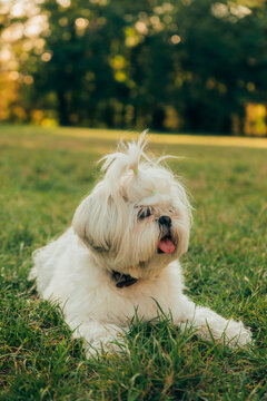 shih tzu dog in park 