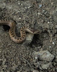 close up of a snake