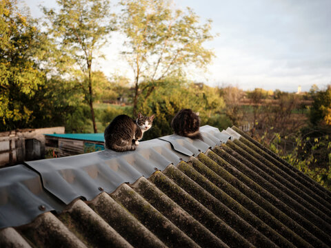 Two domestic cat is resting on the roof in sunet
