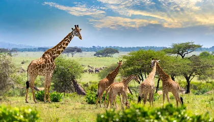 Deurstickers 野生のキリンのイメージ素材。キリンの群れ。Image material of wild giraffe. A herd of giraffes. © seven sheep