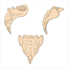 sacrum and coccyx bones anatomy