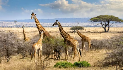  野生のキリンのイメージ素材。キリンの群れ。Image material of wild giraffe. A herd of giraffes. © seven sheep