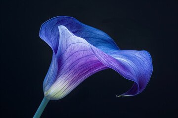 Fantasy flower of a purple calla lily on a black background