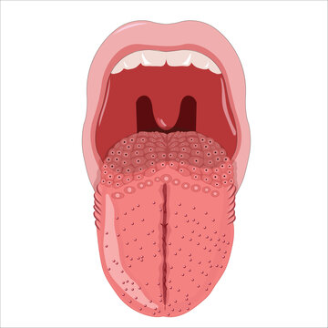 Tongue illustration