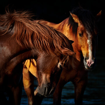 Two Wild Horses on the Salt River in Arizona