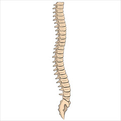 vertebral column anatomy