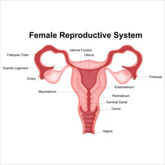 Female reproductive system