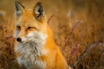 red fox vulpes